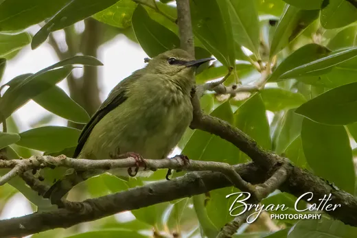 Red-legged Honeycreeper