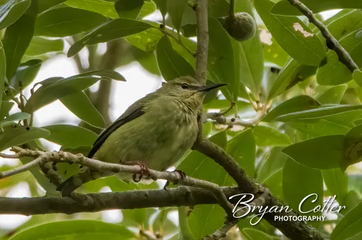 Red-legged Honeycreeper