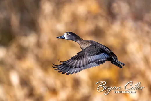 Ring-necked Duck