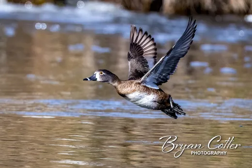 Ring-necked Duck