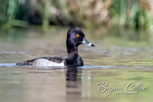 Ring-necked Duck