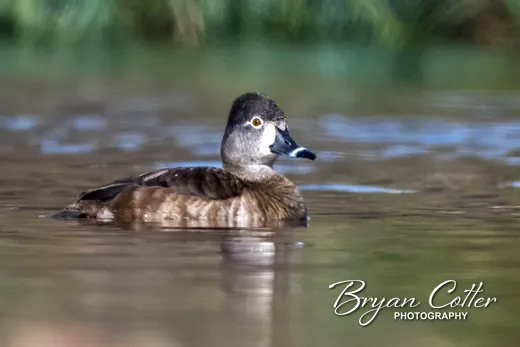 Ring-necked Duck