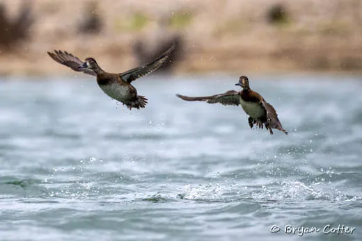 Ring-necked Duck