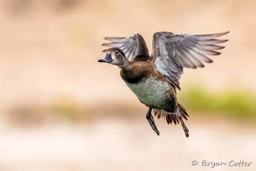 Ring-necked Duck