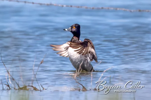 Ring-necked Duck
