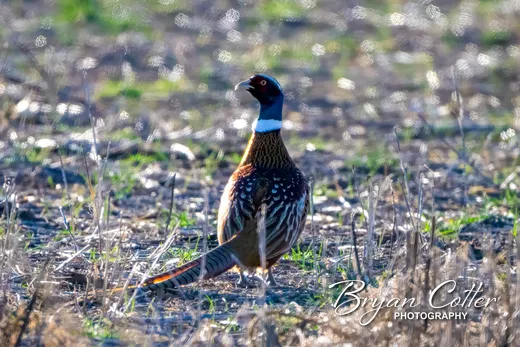 Ring-necked Pheasant