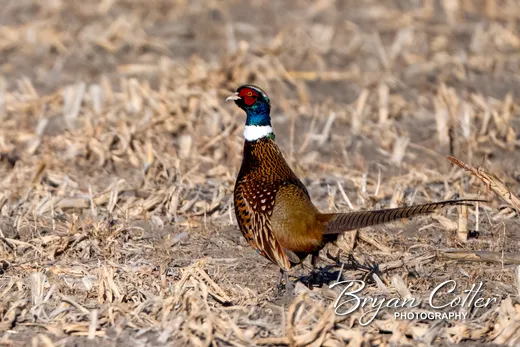 Ring-necked Pheasant