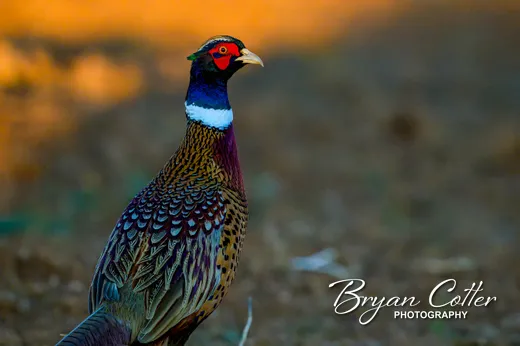 Ring-necked Pheasant
