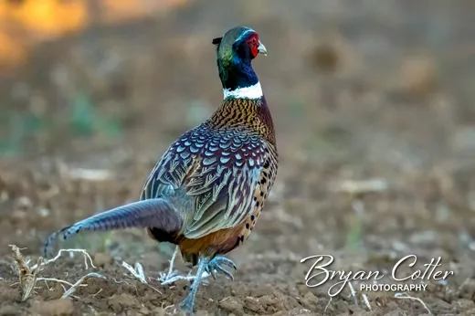 Ring-necked Pheasant