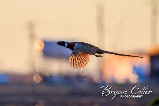 Ring-necked Pheasant