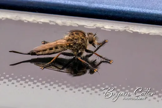 Red-footed Cannibalfly