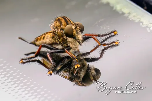 Red-footed Cannibalfly