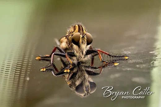 Red-footed Cannibalfly