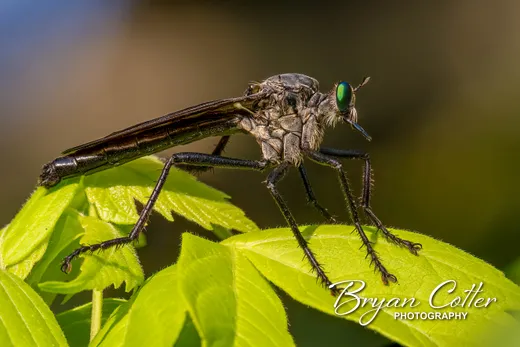 Giant Black Robber Fly photographed in Texas by Bryan Cotter