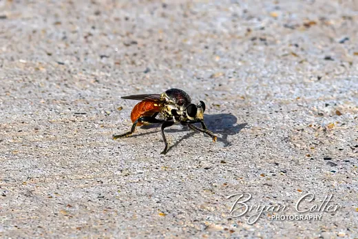 Robber Fly