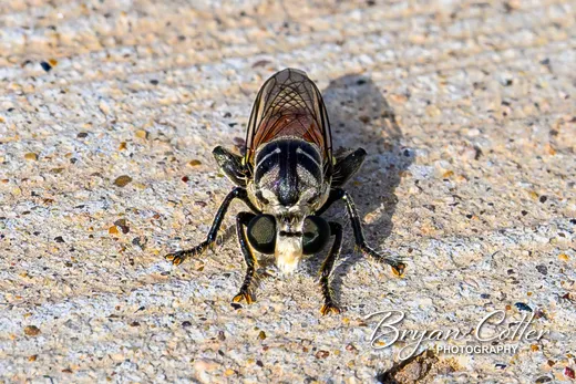 Robber Fly