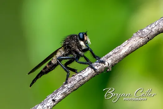 Giant Black Robber Fly