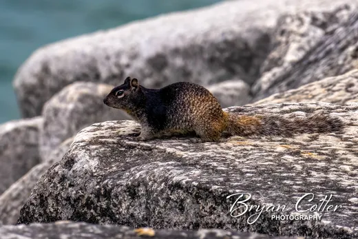 Rock Squirrel photographed in Texas by Bryan Cotter