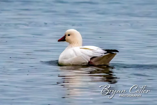Ross's Goose