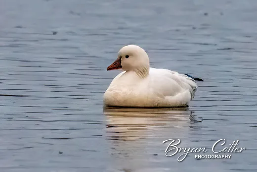 Ross's Goose