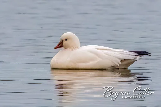 Ross's Goose