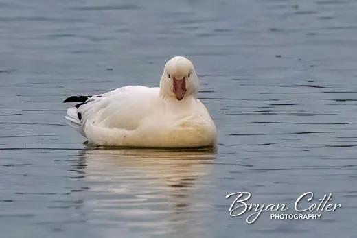Ross's Goose