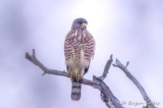 Roadside Hawk