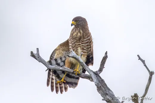 Roadside Hawk