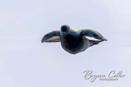 Rock Pigeon