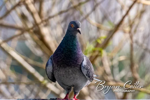 Rock Pigeon