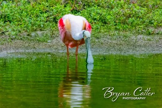 Roseate Spoonbill