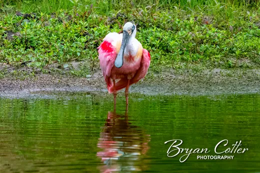 Roseate Spoonbill