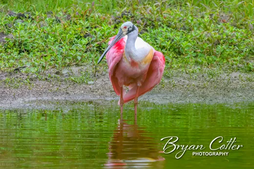 Roseate Spoonbill