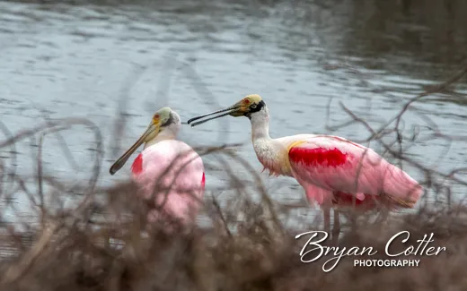 Roseate Spoonbill