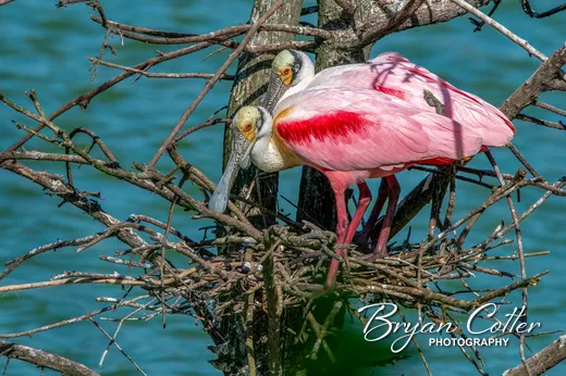 Roseate Spoonbill
