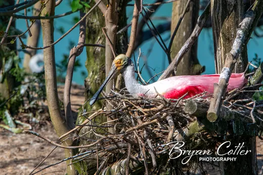 Roseate Spoonbill