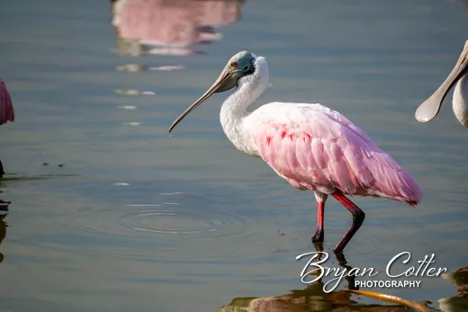 Roseate Spoonbill photographed in the Coastal Bend region of Texas by Bryan Cotter