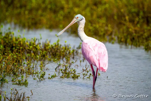 Roseate Spoonbill