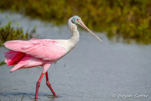 Roseate Spoonbill