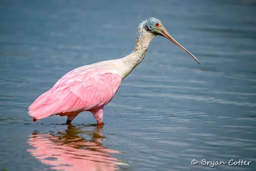 Roseate Spoonbill