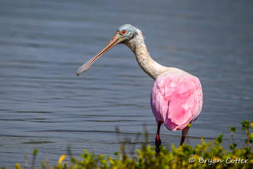 Roseate Spoonbill