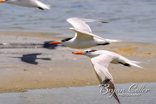 Royal Tern