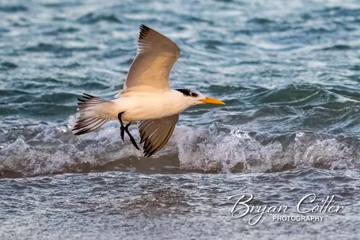 Royal Tern - photo by Bryan Cotter