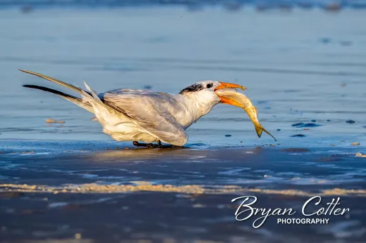 Royal Tern