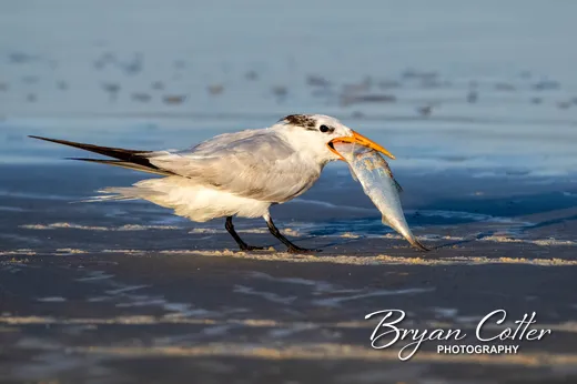 Royal Tern