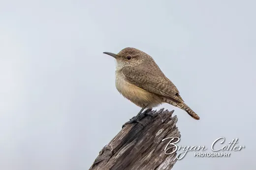 Rock Wren
