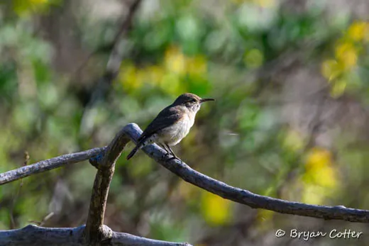Rock Wren