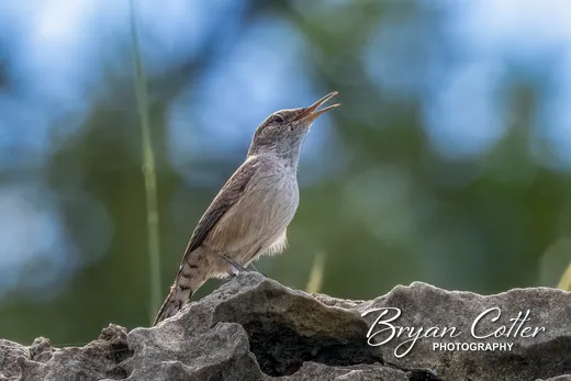 Rock Wren