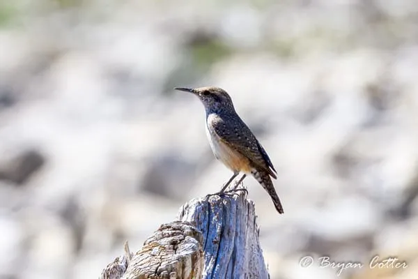 Rock Wren