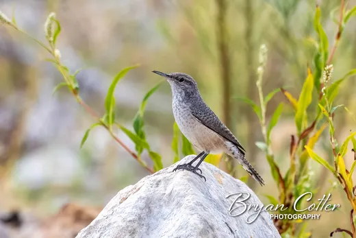 Rock Wren